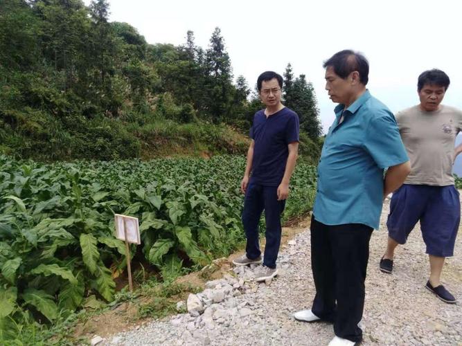 保靖县农业农村局重视产业发展-局党组书记朱亮实地查看烟叶生长情况