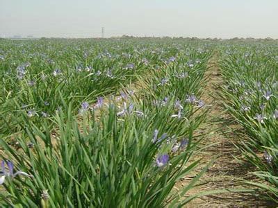 马莲小学2012年防汛抗洪工作应急预案