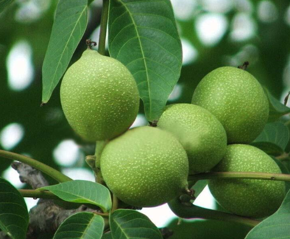 麻核桃树苗多少钱一棵麻核桃树的产地是哪里