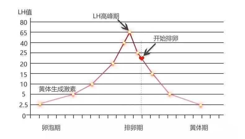 下面是正常排卵的lh曲线图.