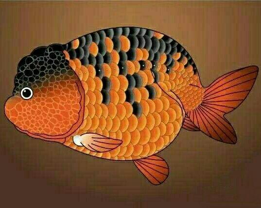 转载兰寿相关知识,共同学习. - 金鱼学堂 - 龙巅金鱼