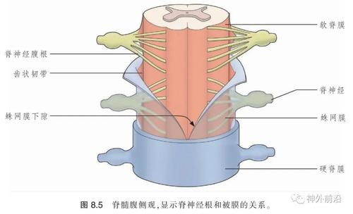 解剖| 脊髓的外形:局部解剖,脊神经,脊髓的被膜