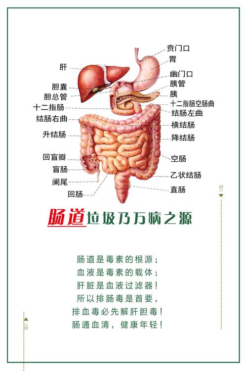 肠道垃圾乃万病之源