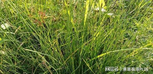 节节草的传说|猴子|天神|通天草|土地神_网易订阅