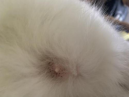 猫咪neinei边上的毛囊炎