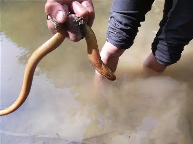 每到这时候 小编就爱来一份甜麦炒黄鳝 鲜嫩的黄鳝带着一身清甜香味