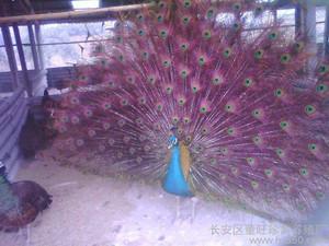 特种养殖,白孔雀,蓝孔雀,孔雀苗