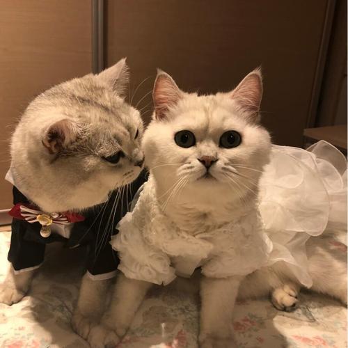 猫西装绅士礼服婚纱猫咪公主裙春秋宠物狗过年西服小型犬燕尾衣服