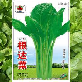 根达菜种子君达菜菜籽凉拌美味营业丰富农田菜园基地蔬菜种子批发