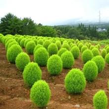 新红地肤种子绿地肤花种子阳台扫帚苗孔雀松景观花海庭院花种子