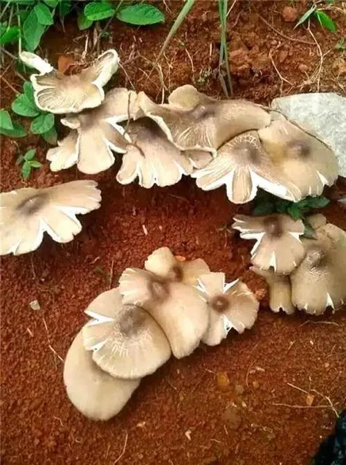 奶浆菌味道浓郁,经常食用能增强人体抗逆能力,但不可食用太多.