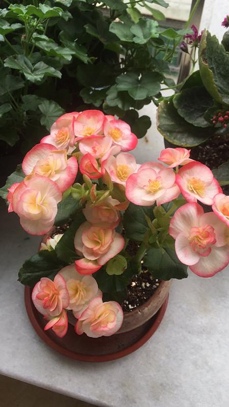 夏天如何养好丽格海棠?教你几招,可使安全度夏!