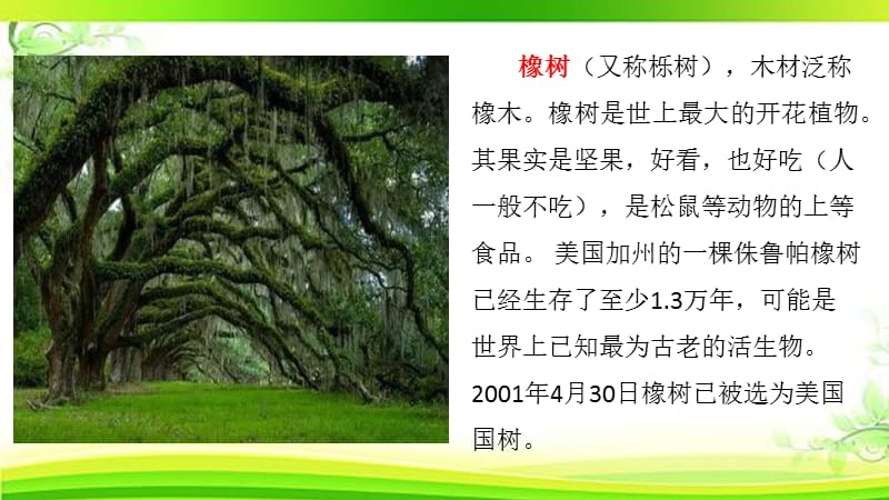 致橡树ppt