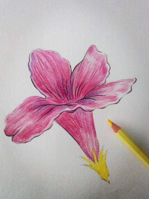 彩铅小画紫茉莉基础教程