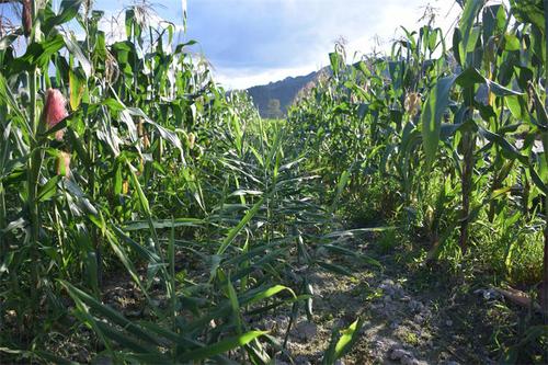 图为黄平县大碾房村新农源蔬菜农民专业合作社实施的糯玉米套种大肉