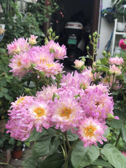 【月季】海葵_月季_菊花_家居家装_家居装饰