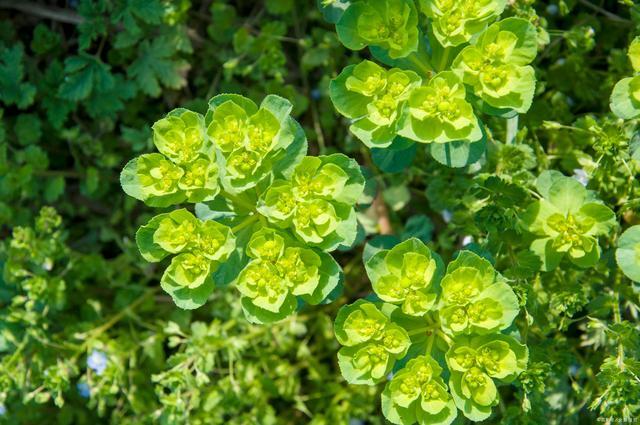 "高颜值"的野草五朵云,观赏价值高,现在已经不常见了