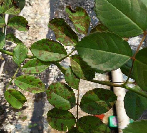 什么是月季霜霉病,又该如何做到早发现早预防?