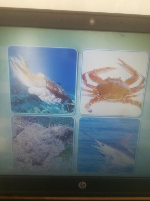 海洋动物的"防身术"