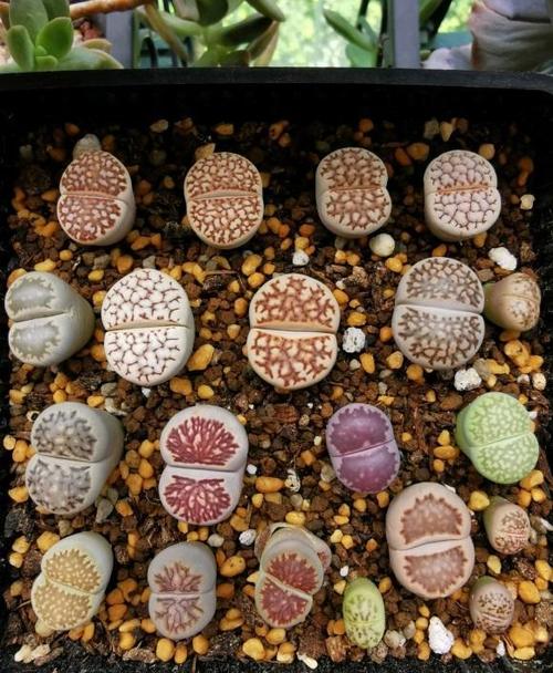 生石花徒长怎么解决?3种解决方式,看你狠不狠心,有舍才有得