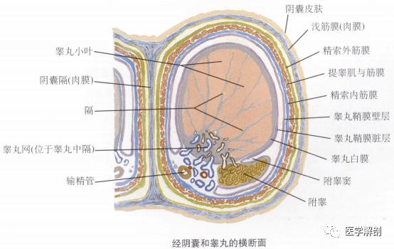 人体解剖学:男性生殖器 | 睾丸