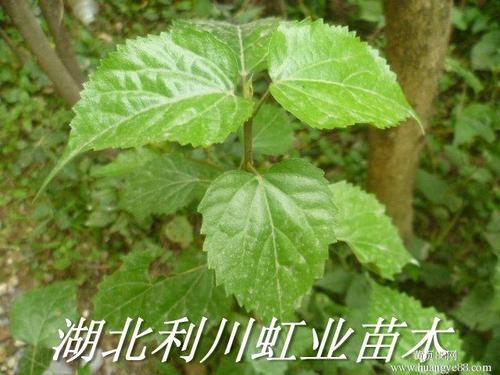 供应湖北利川豆腐树苗斑鸠叶臭黄金树叶可制作豆腐食用