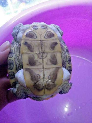 乌龟长时间泡水之后四肢浮肿怎么办