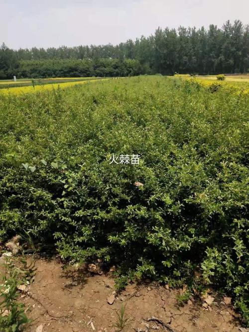 江苏小丑火棘小苗 50公分小丑火棘苗多少钱