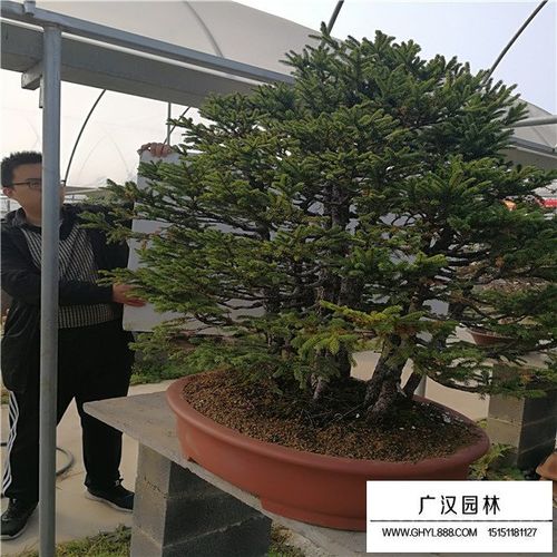 虾夷松盆景