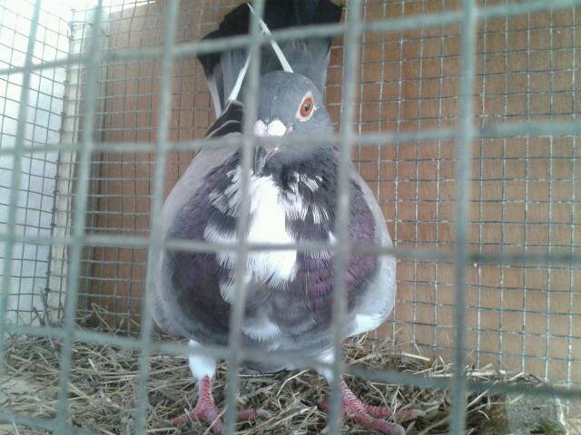 有谁会看鸽子公母 看头!