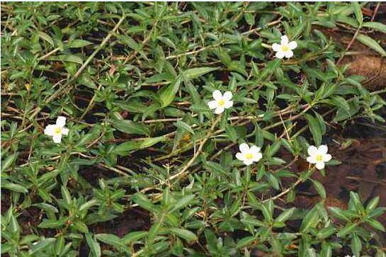 毒蛇咬伤草药过塘蛇介绍,过塘蛇草药图片大全!