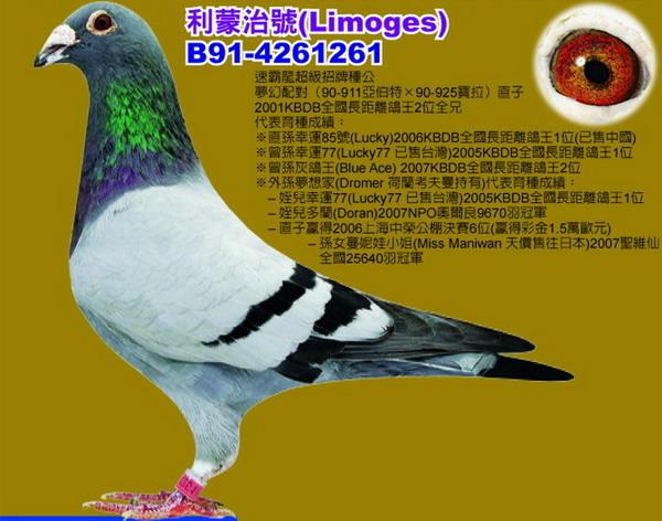 戴克超级大名鸽蓝波号荣获3次安特卫普联合赛冠军超级种鸽