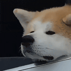 表情问君能有几多愁玻璃车窗卡狗头宠物表情包