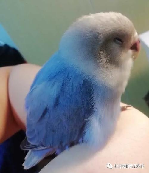 蓝闪牡丹一般是指天蓝色的闪光牡丹.