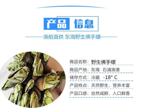 东海宁波象山小佛手螺 狗爪螺 龟脚螺 观音手 石浦海鲜 新鲜鲜活