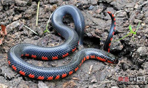 引用[图集]蛇中之王:王蛇