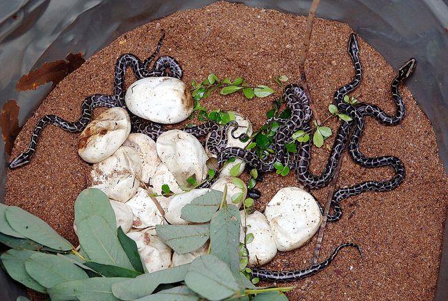 来自中国第一蛇村的传说|养殖|致富之路|蛇蛋|蛇毒