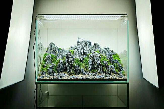 英石青龙石鱼缸点缀造景石假山盆景制作小石头英石青龙石厂家