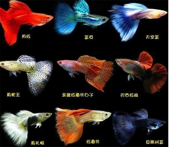 鱼缸展凤尾鱼图片欣赏 凤尾鱼繁殖方法技术介绍