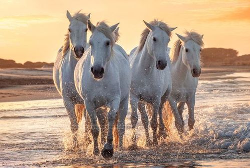 蛇马和蛇羊哪个婚配更好属马的和什么属相最配属马的属相婚配表