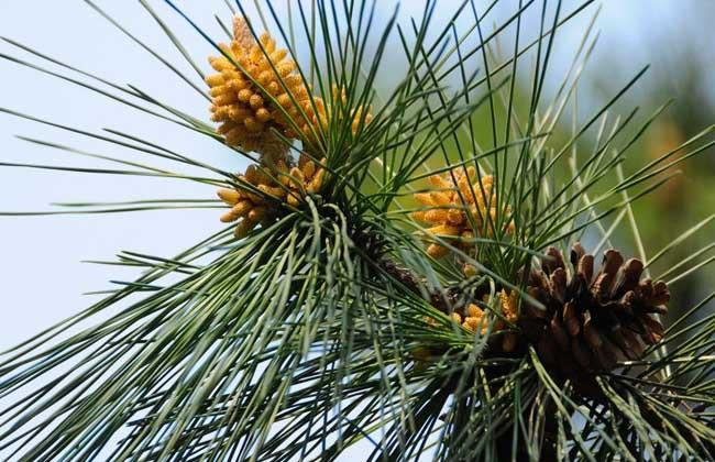 松树雌雄同株,球花单性.