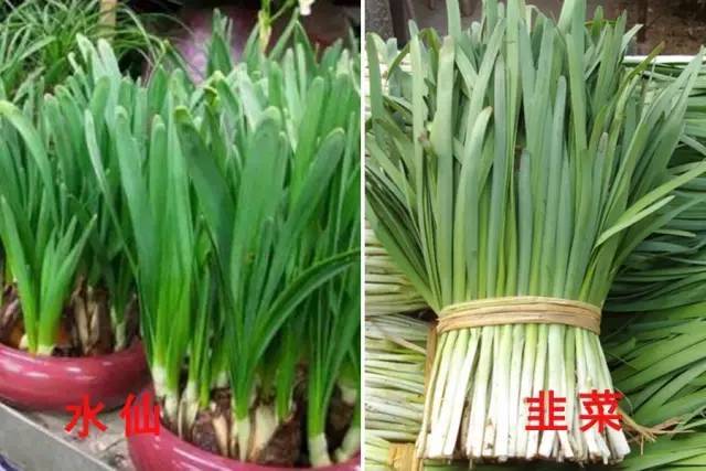 水仙当成韭菜,罂粟当成草果……这些食物弄混了容易丧命!