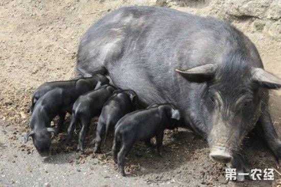 藏猪的品种介绍