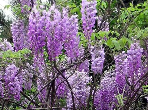 jpg; 槐花飘香; 紫色槐花 紫色槐花