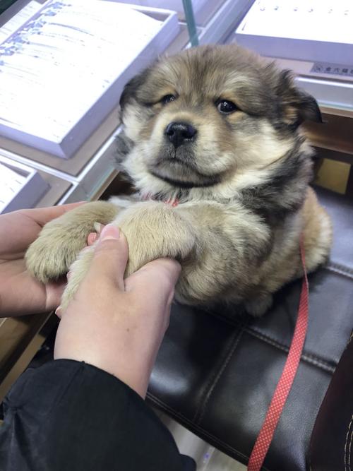 这是什么狗?有人说是松狮和土狗的串串