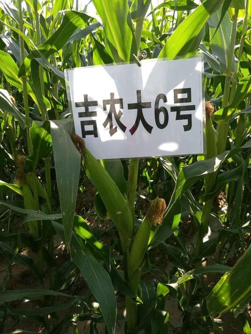 瑞农丰玉早熟品种及鲜食玉米品种展示