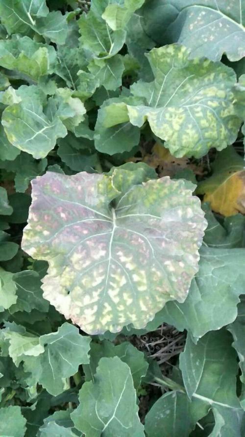 这油菜是什么病害?