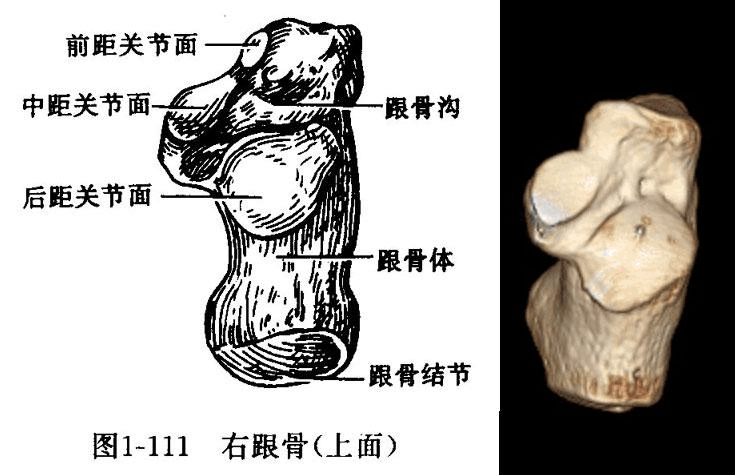 跟骨的解剖特点