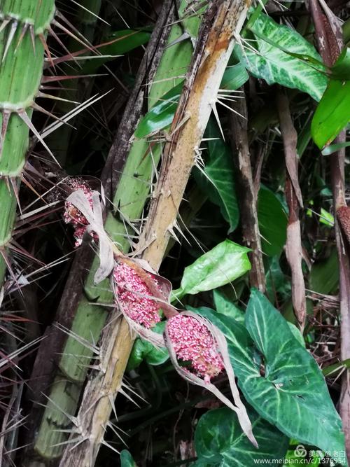 蛇皮果开的花儿.