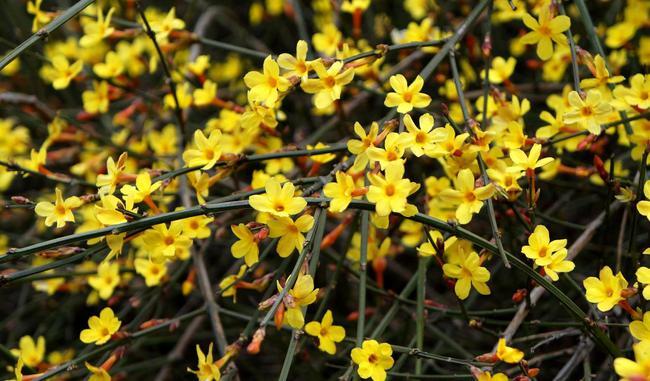 室内养殖迎春花并不难送你几个小技巧花色金黄又耀眼很漂亮